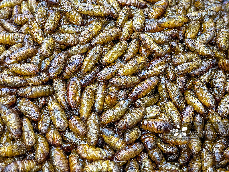 泰国和东南亚街头的昆虫合集：当地人的廉价蛋白质来源图片素材