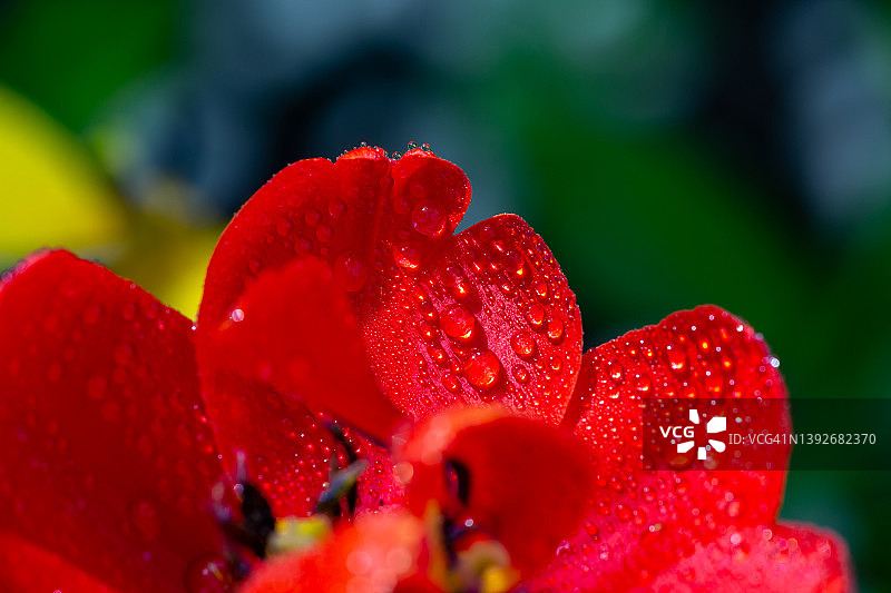 阳光明媚的红色郁金香微距摄影图片素材