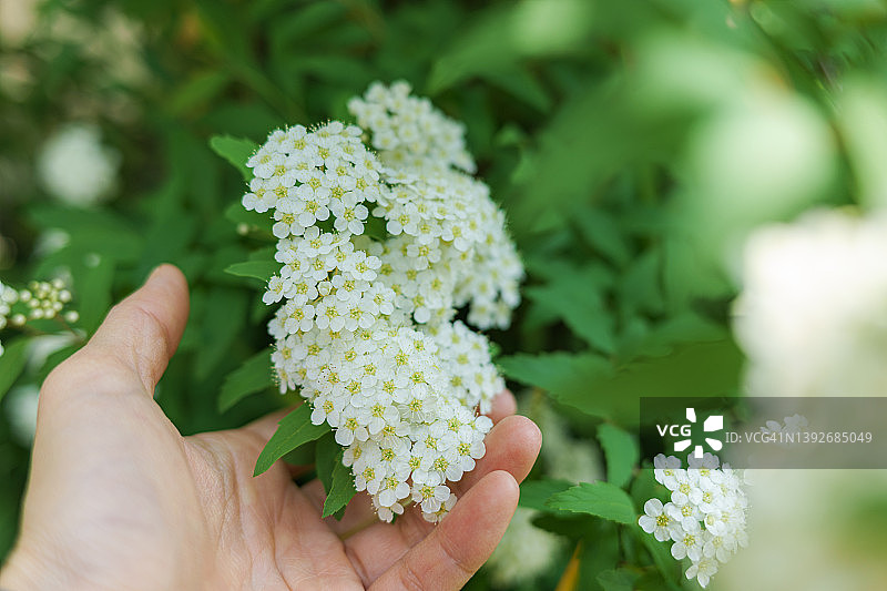 第一视角 - 手和鲜花图片素材