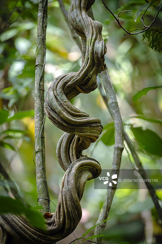 哥斯达黎加丛林中的藤蔓图片素材