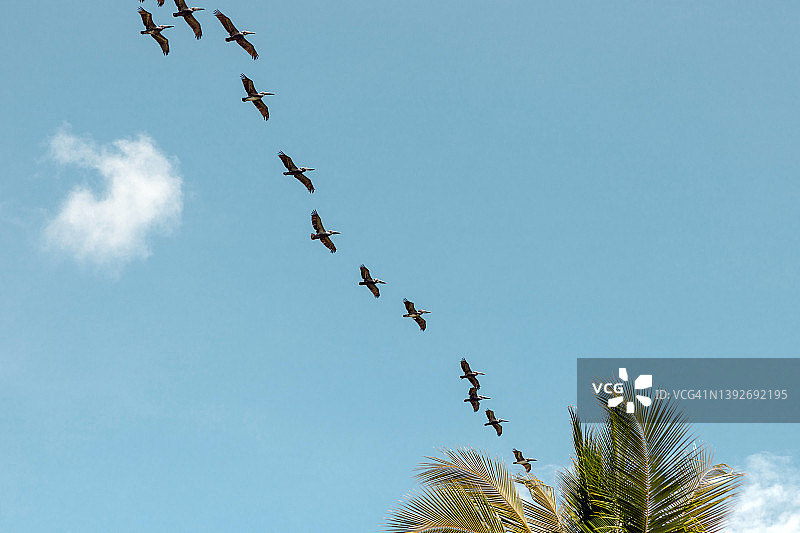 哥斯达黎加乌维塔，编队飞行的鹈鹕图片素材