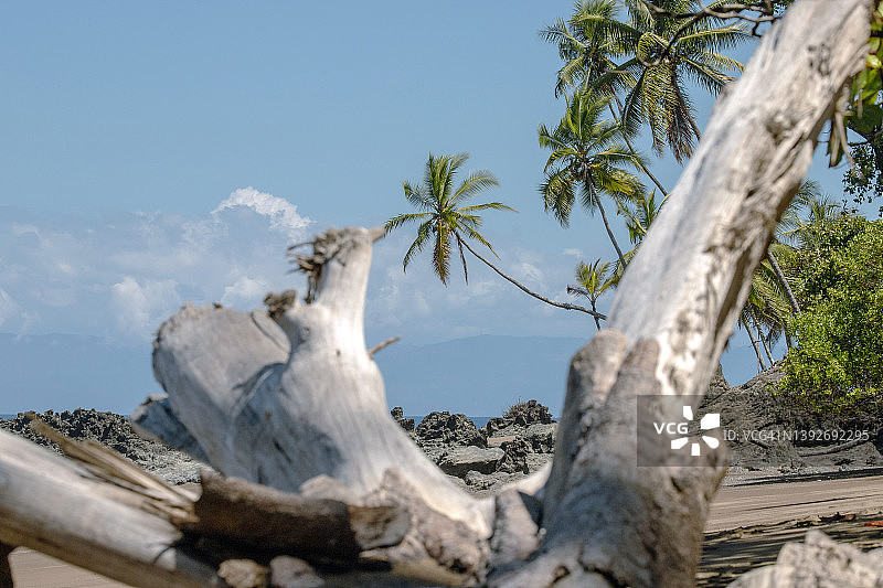 哥斯达黎加德雷克湾附近海滩上的浮木图片素材