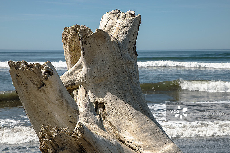 科斯达黎加尼科亚半岛海滩上的浮木图片素材