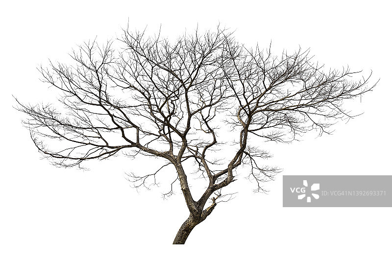 白色背景上的孤立枯树（带裁剪路径）图片素材