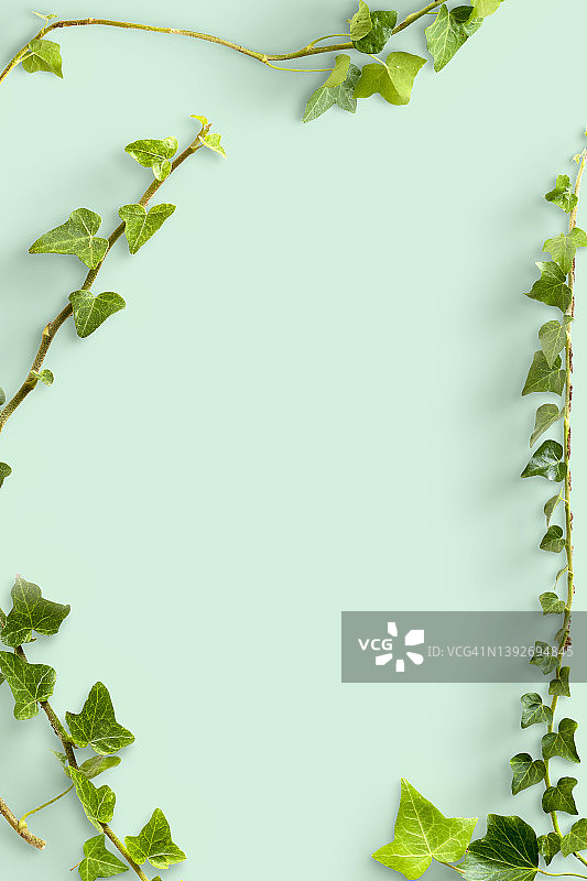 橄榄色背景上的常春藤枝条图片素材