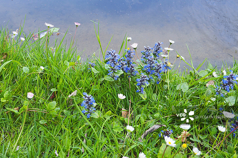 池塘附近的春季草地，雏菊和蓝色 bugles图片素材
