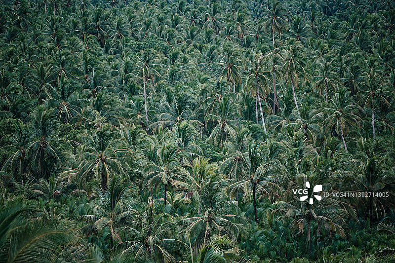 从上方俯视棕榈树林图片素材