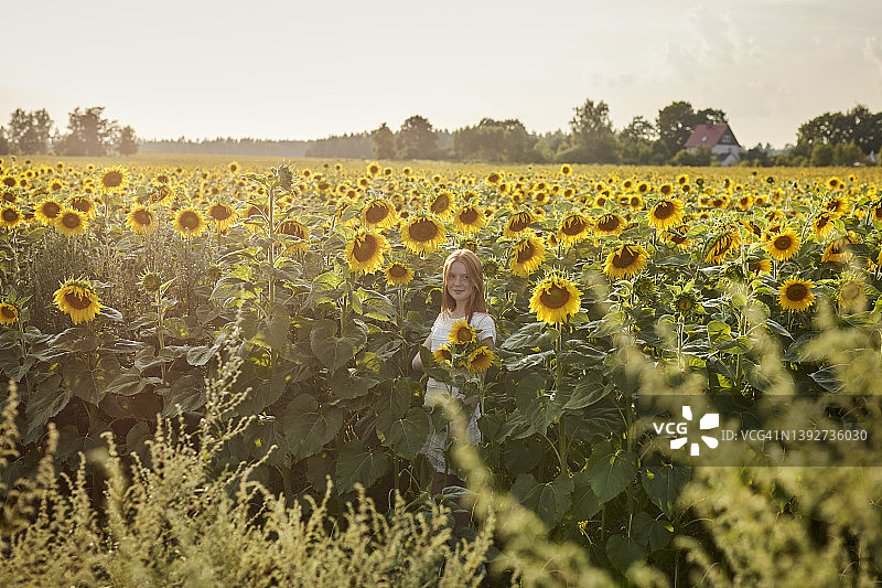 向日葵田里的红发女孩图片素材