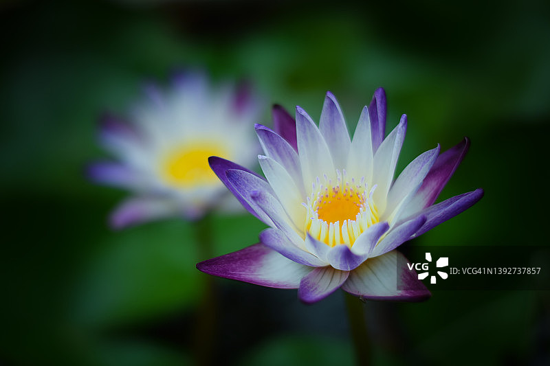 湖中美丽的睡莲或荷花图片素材