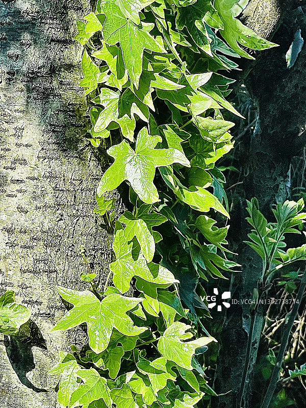 常春藤新鲜嫩芽特写（常春藤）图片素材