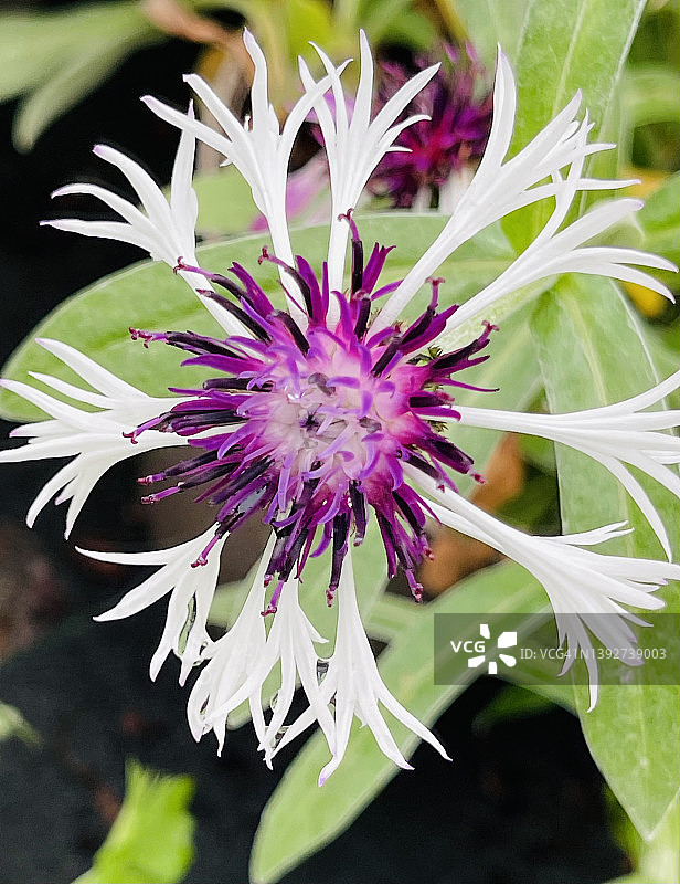 特写镜头中盛开的多年生矢车菊(Centaurea Montana)图片素材