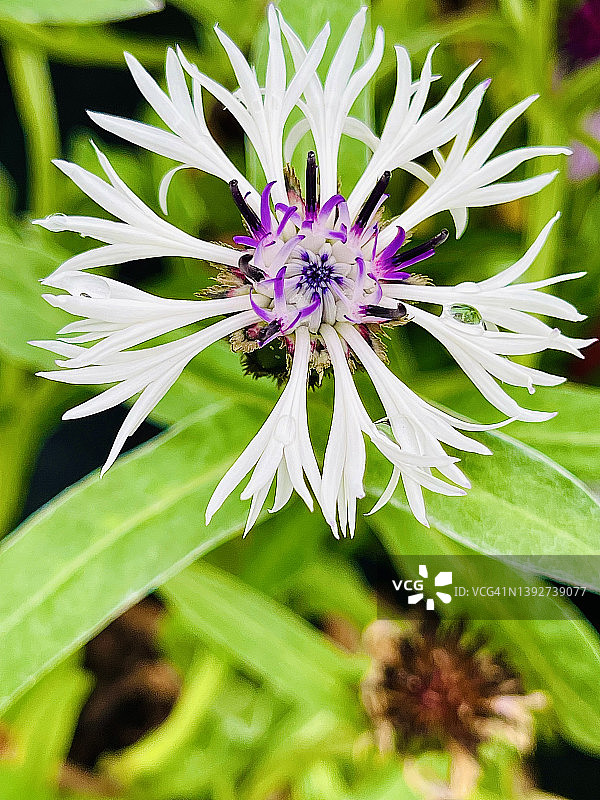 特写镜头中盛开的多年生矢车菊(Centaurea Montana)图片素材
