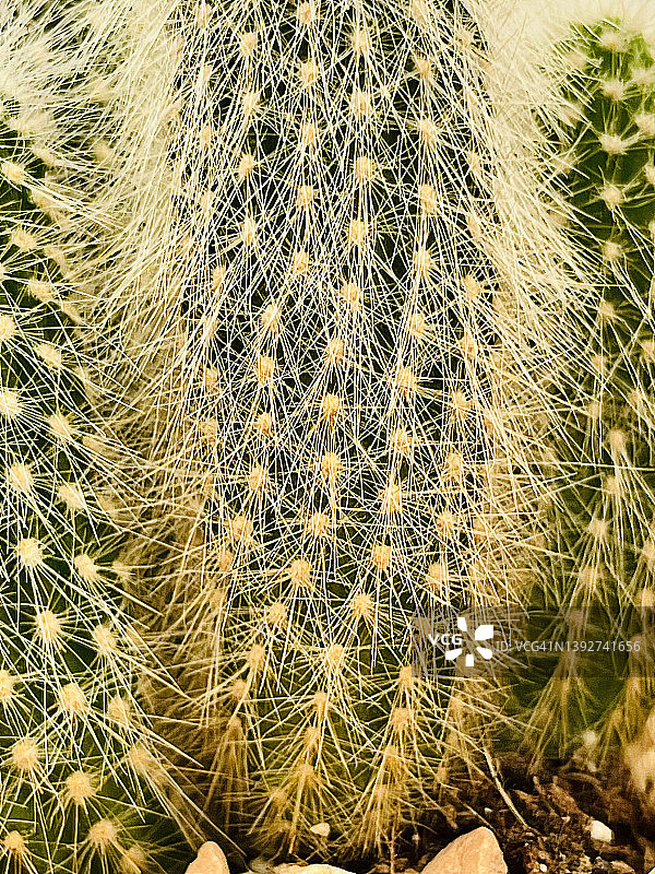 近距离拍摄的老年人仙人掌（Cephalocereus senilis）图片素材