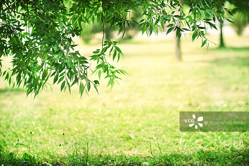 前景为树叶的风景背景图图片素材