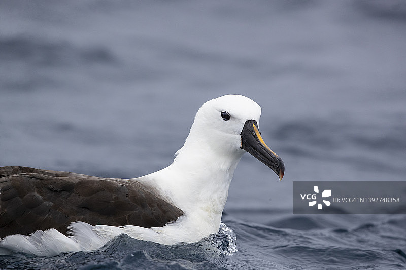 印度黄鼻信天翁图片素材
