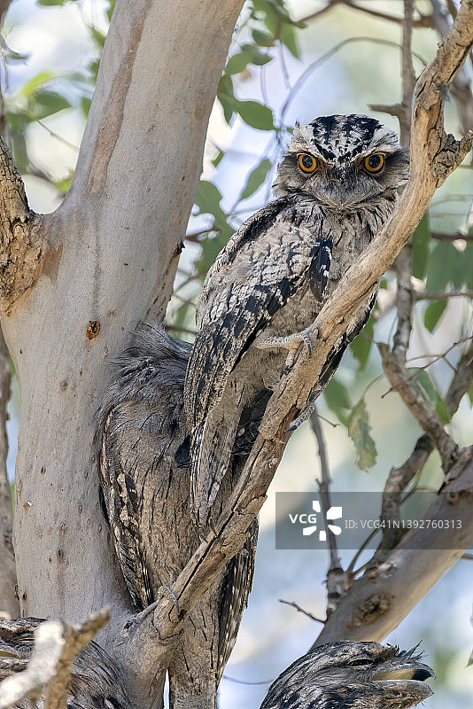两只茶色蟆口鸱栖息在树枝上图片素材