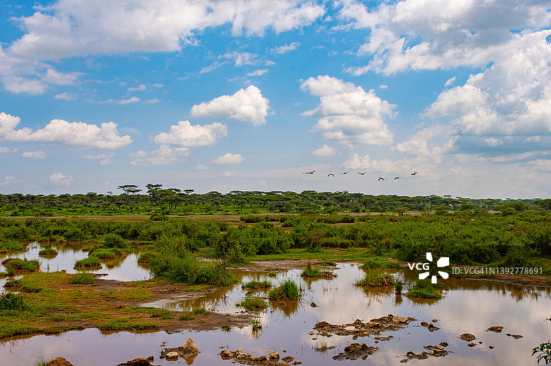 塞伦盖蒂和恩戈罗恩戈罗之间的恩杜图湖地区的角马群和斑马图片素材