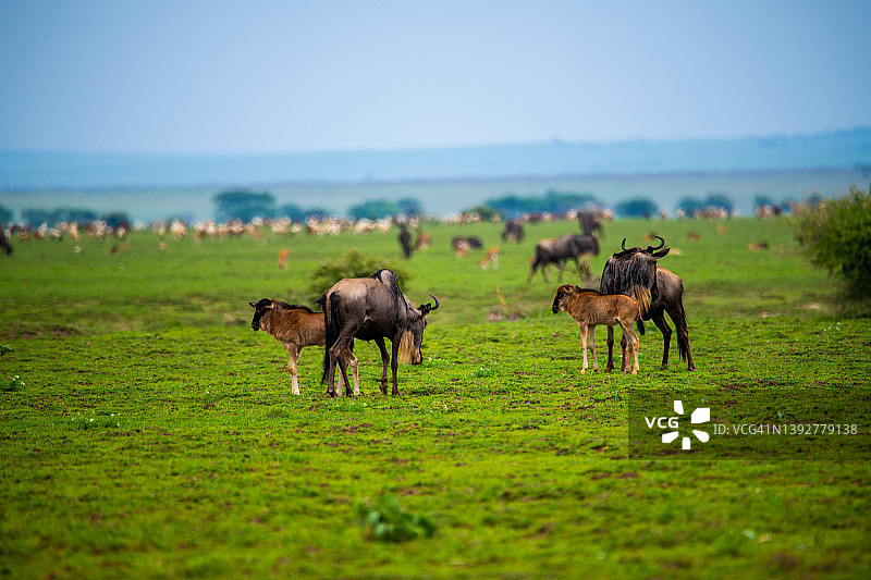 角马和羚羊，坦桑尼亚塞伦盖蒂和恩戈罗恩戈罗之间的恩杜图湖区图片素材