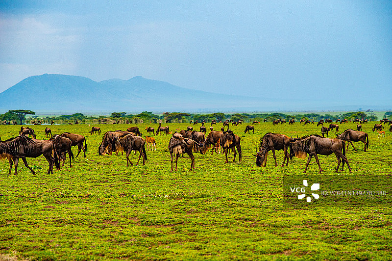 恩杜图湖的角马群，坦桑尼亚塞伦盖蒂和恩戈罗恩戈罗之间的区域图片素材