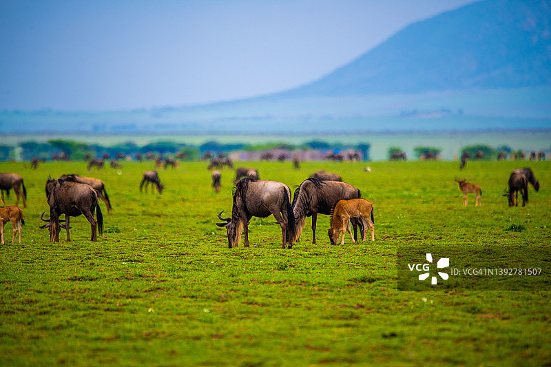 恩杜图湖的角马群，坦桑尼亚塞伦盖蒂和恩戈罗恩戈罗之间的区域图片素材