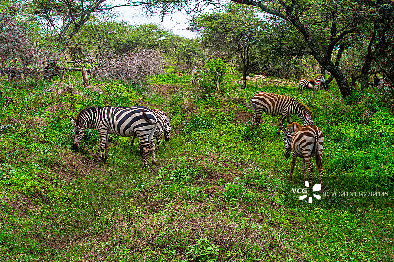 坦桑尼亚塞伦盖蒂和恩戈罗恩戈罗之间的恩杜图湖地区的斑马图片素材