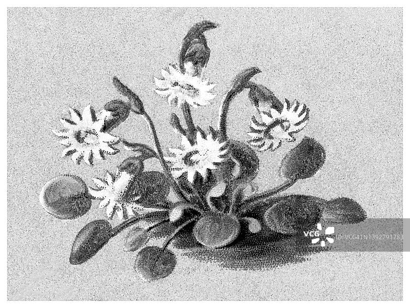 植物学：霍普小堇菜古老彩色石印插图图片素材