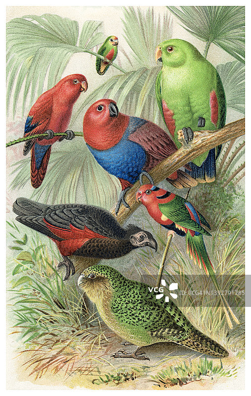 老式彩色石印鸟类学插图：鹦鹉图片素材