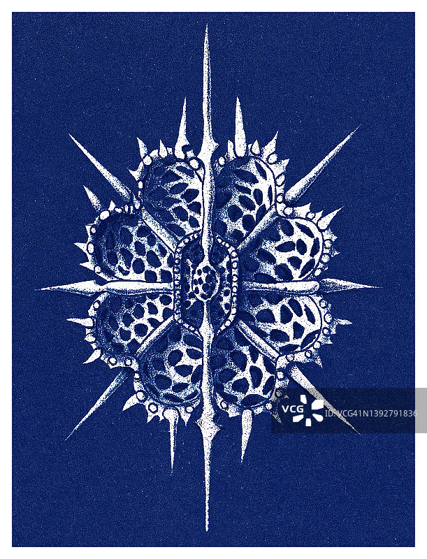 放射虫的古老彩色石印插图图片素材