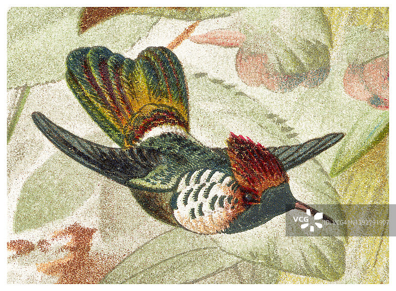 蜂鸟古董彩 lithograph 插图 - 褶边扇尾蜂鸟图片素材