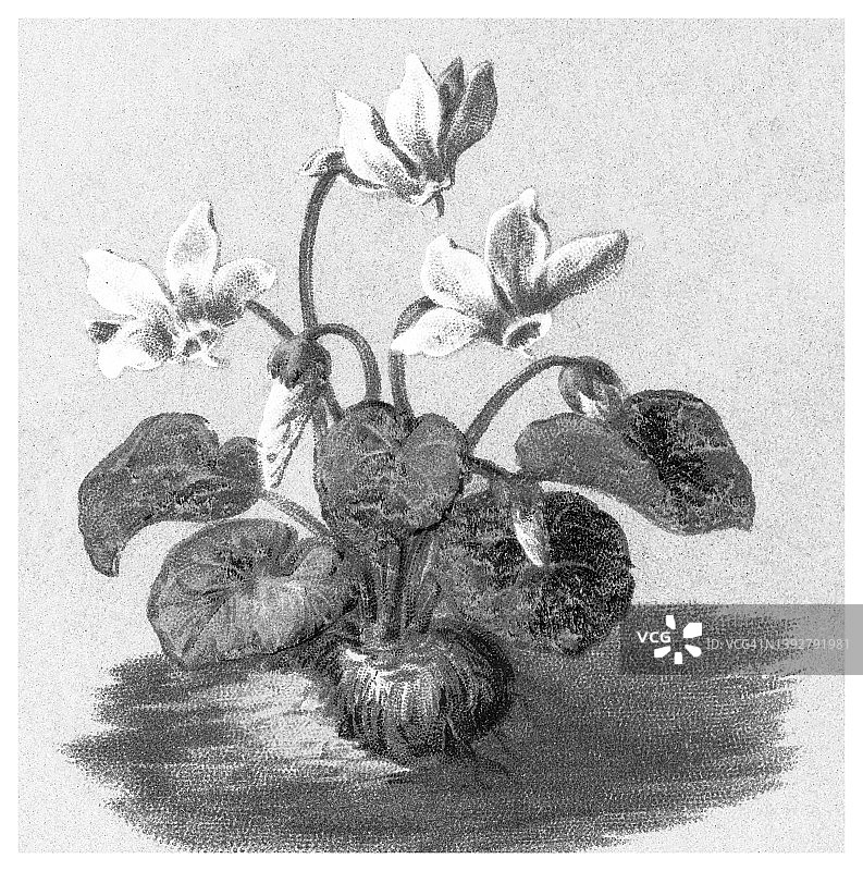欧洲仙客来植物古老彩色石印插图图片素材