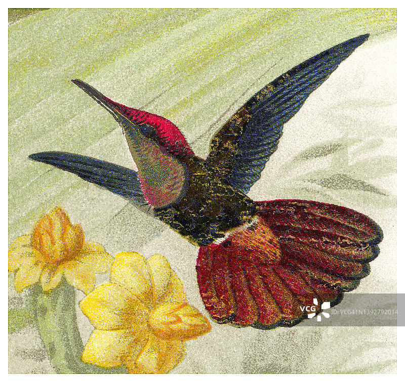 古老的蜂鸟彩色石印插图 - 红宝石黄玉蜂鸟图片素材