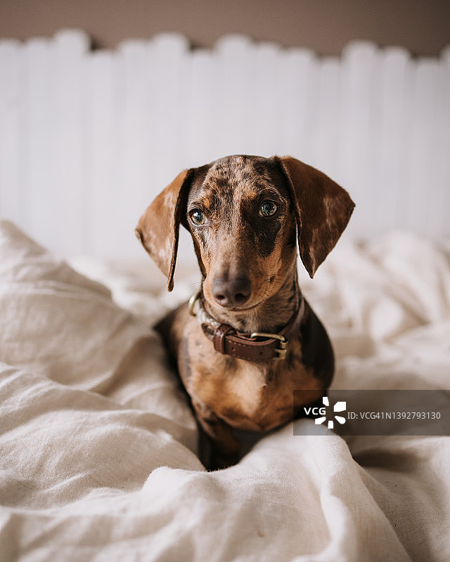 床单之间的巧克力斑点迷你腊肠犬图片素材