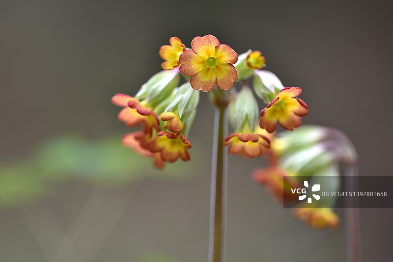 钥匙花图片素材