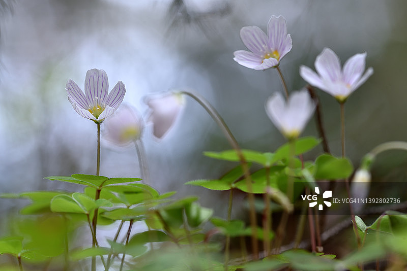 欧洲酢浆草图片素材