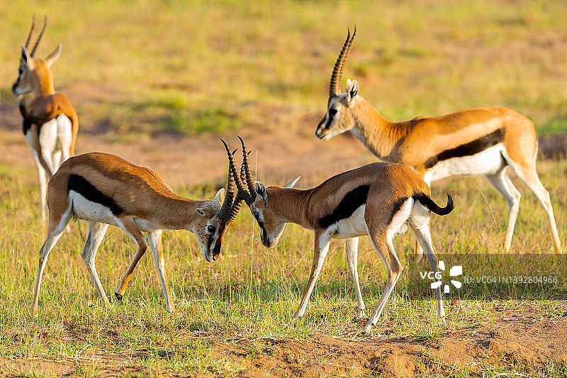 雄性汤姆森瞪羚在野外争斗图片素材