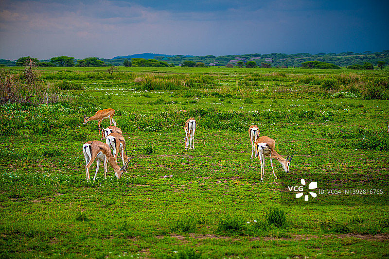 恩杜图湖的汤姆森瞪羚（坦桑尼亚塞伦盖蒂和恩戈罗恩戈罗之间的区域）图片素材