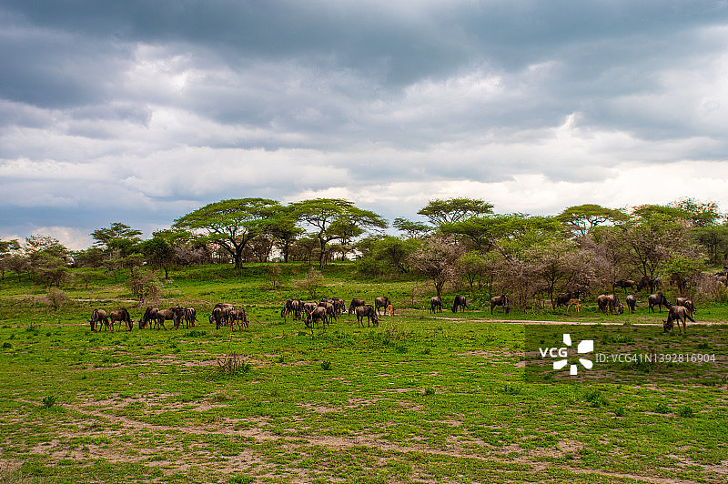 坦桑尼亚恩杜图湖角马图片素材