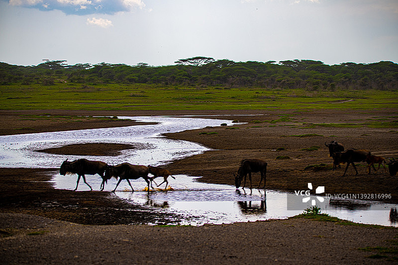 恩杜图湖的角马群，坦桑尼亚塞伦盖蒂和恩戈罗恩戈罗之间的区域图片素材