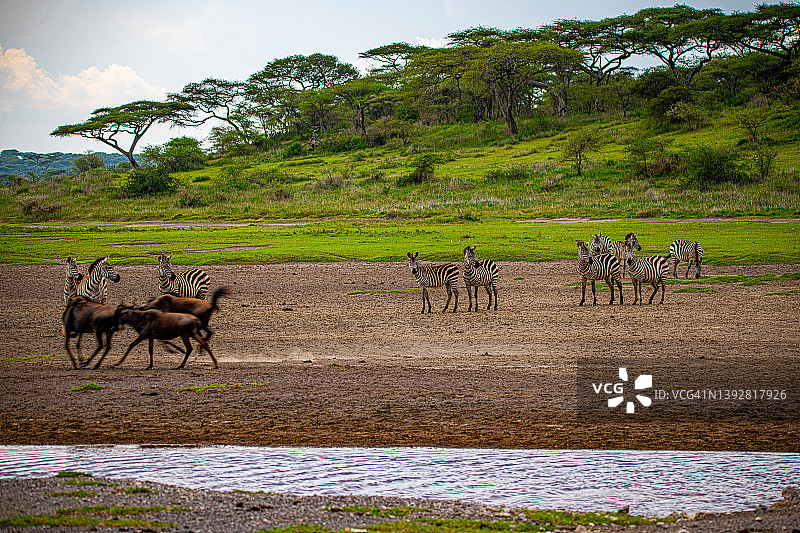 塞伦盖蒂和恩戈罗恩戈罗之间的恩杜图湖地区的角马群和斑马图片素材