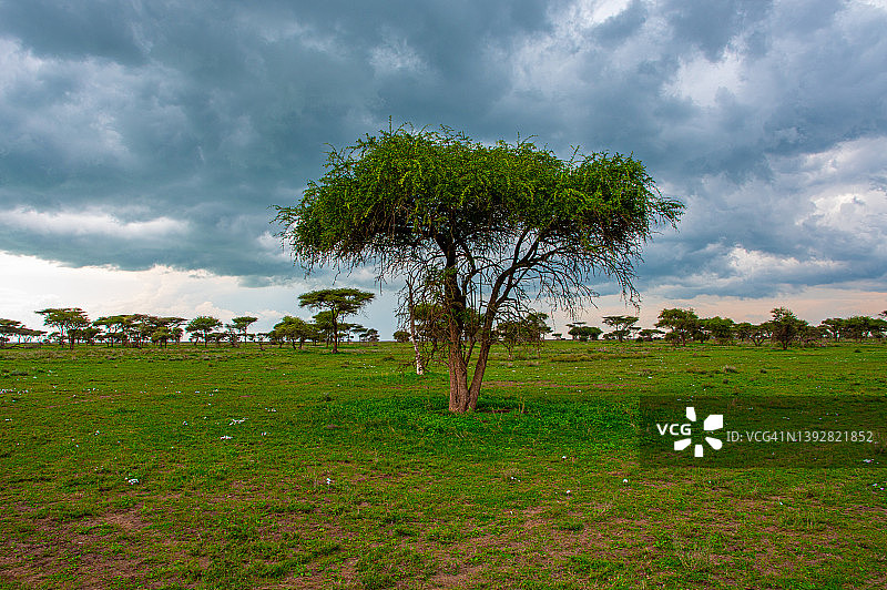坦桑尼亚塞伦盖蒂和恩戈罗恩戈罗之间的恩杜图湖中的金合欢树图片素材