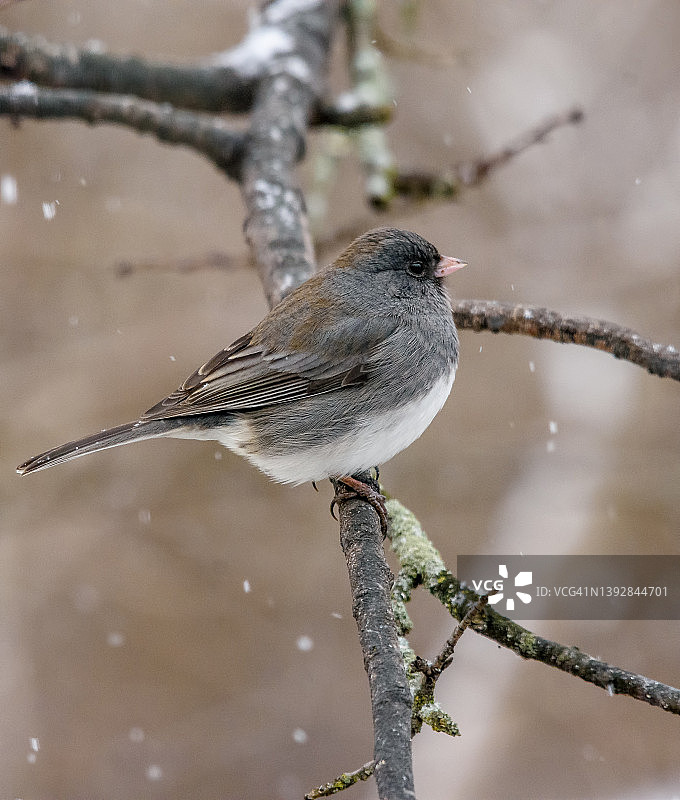 雪中的黑眼灯草鹀图片素材