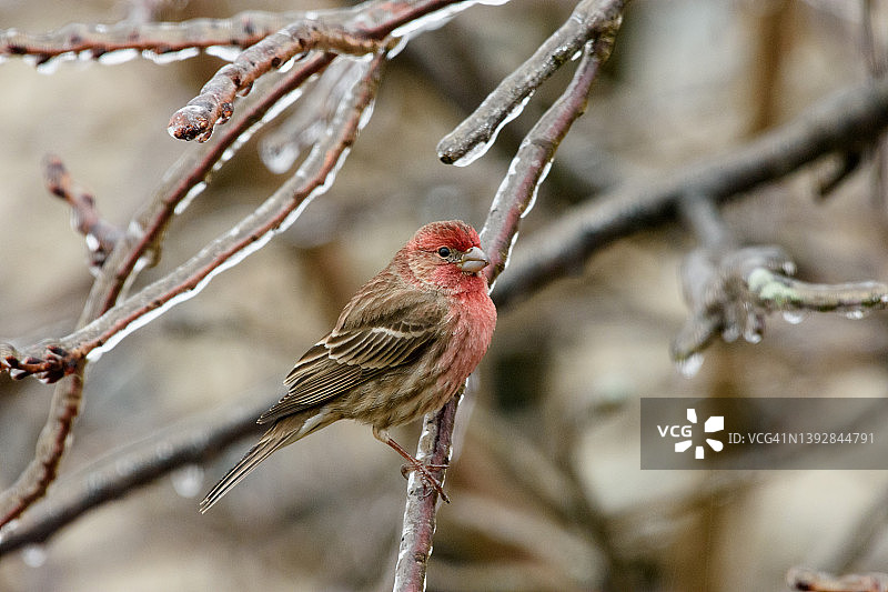 冰暴中的朱雀图片素材