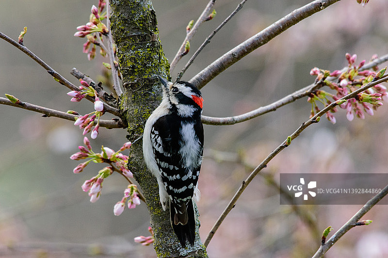 绒毛啄木鸟与樱花图片素材