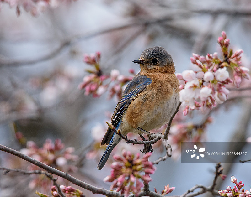 春天樱花丛中的雌性东部蓝知更鸟图片素材