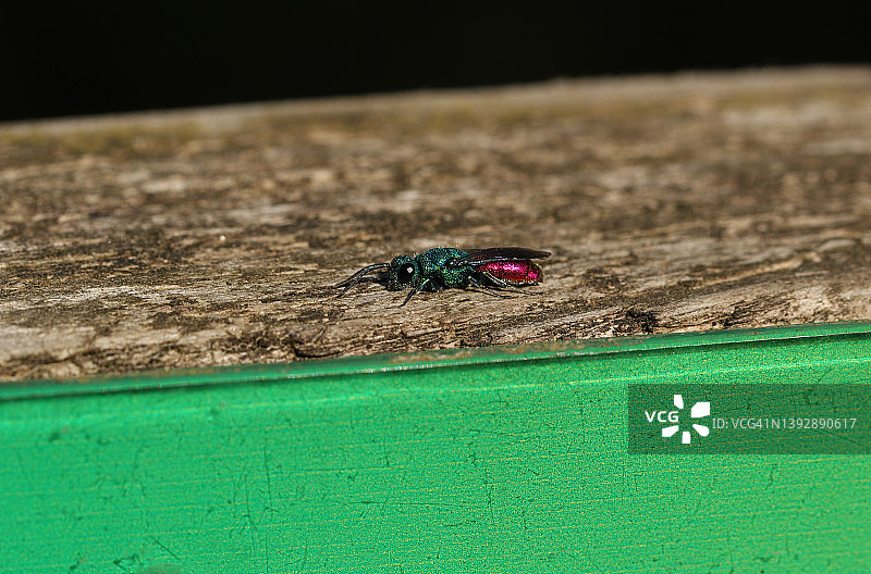 一只在林地边缘的篱笆柱子上的漂亮红宝石尾蜂图片素材