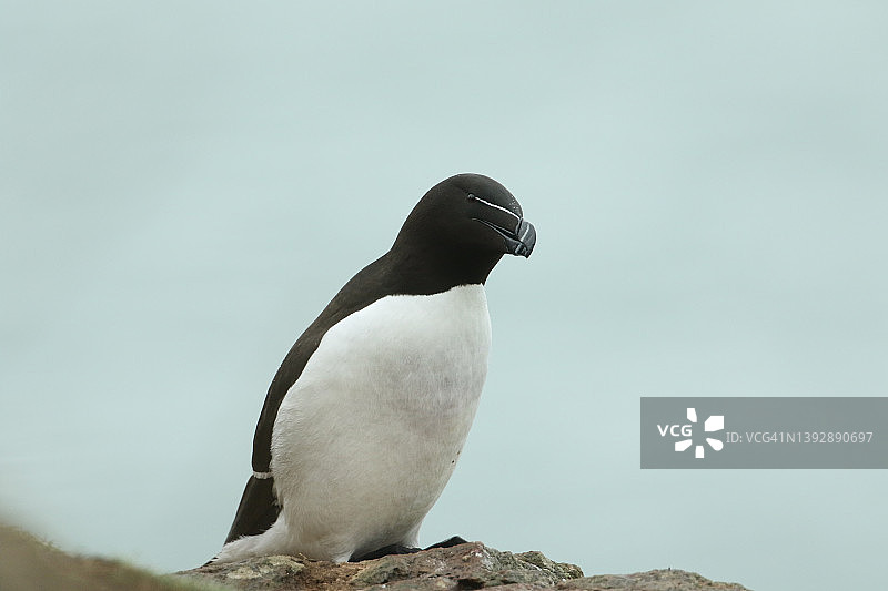 繁殖季节雨中站在海边悬崖上的海雀图片素材