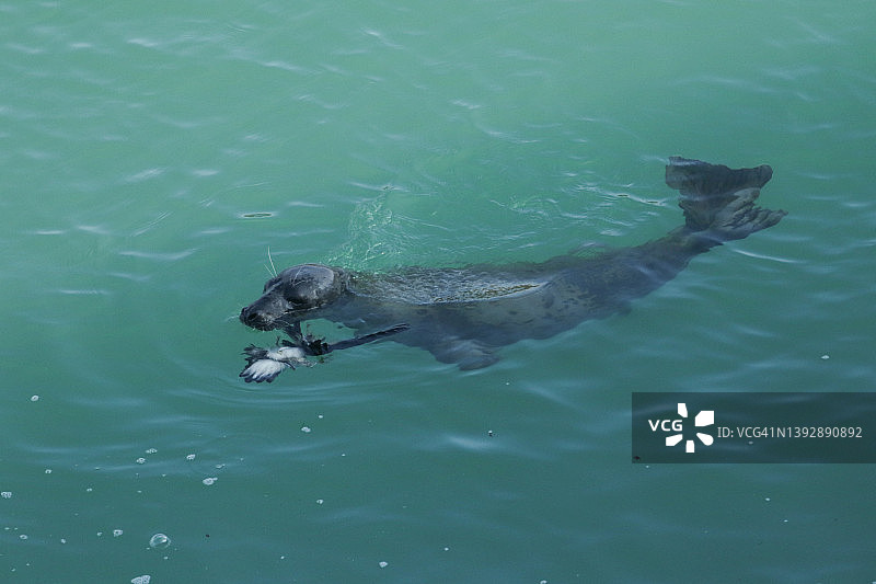 灰海豹正在吃漂浮在海中的死海鸟图片素材