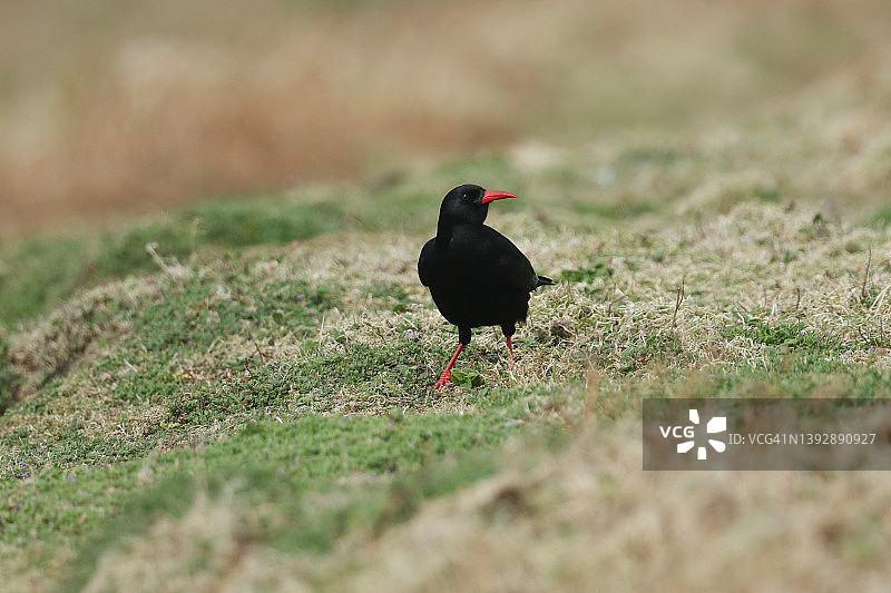 罕见的红嘴山鸦，Pyrrhocorax pyrrhocorax，在悬崖边缘的草地上觅食昆虫图片素材