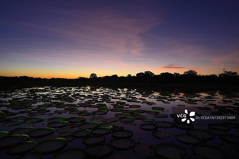 巴西马托格罗索州潘塔纳尔，亚马逊王莲池塘上的日落图片素材