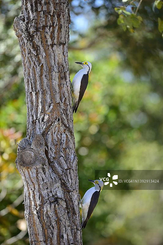 白啄木鸟（Melanerpes candidus），巴西马托格罗索潘塔纳尔的树干上的一对图片素材